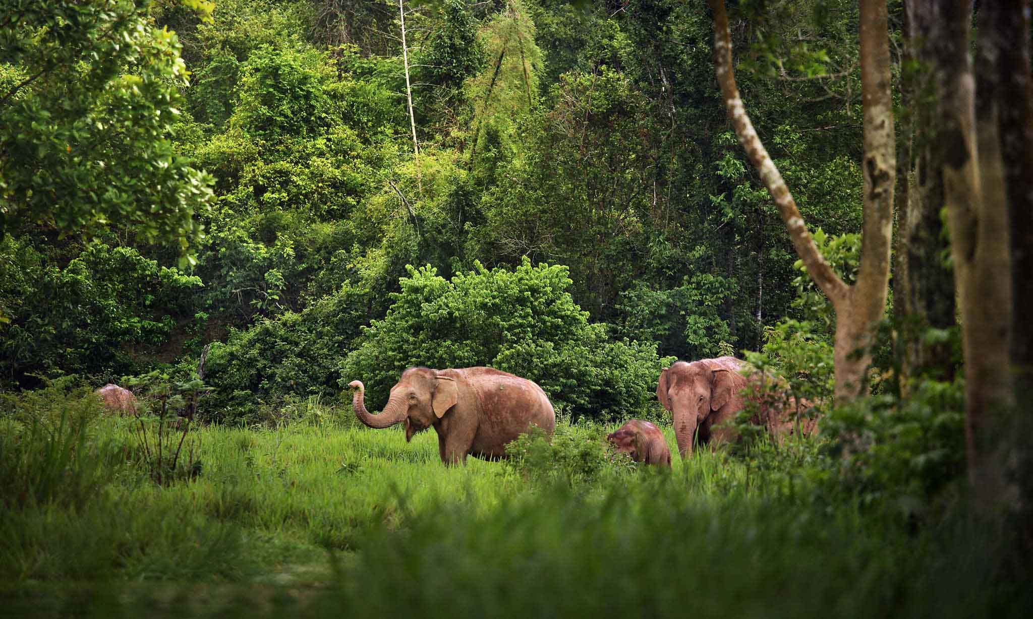 a herd of elephant in the elephant sanctuary surrounded by the jungle