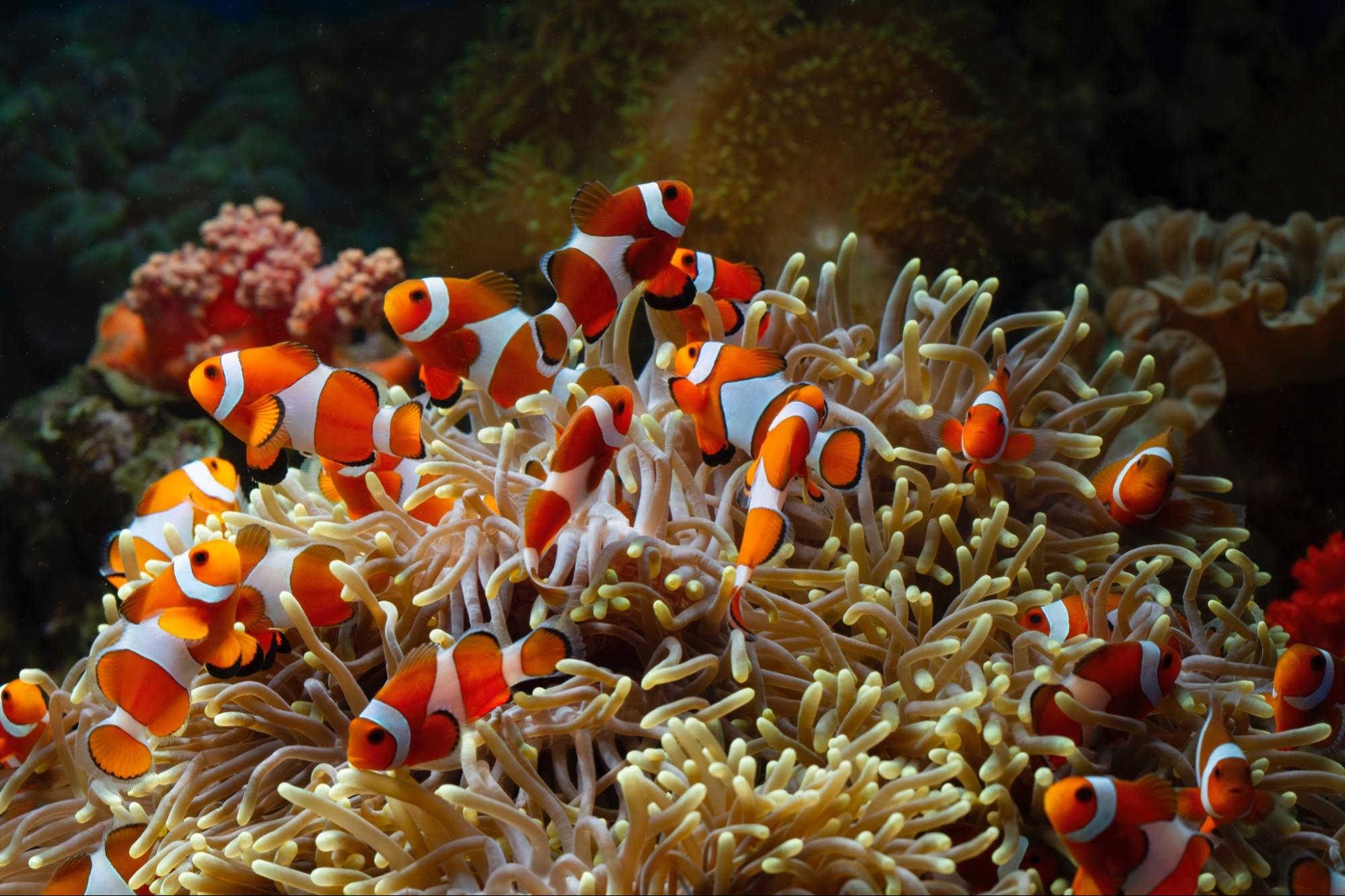 multiple clown fish swimming in sea anemone